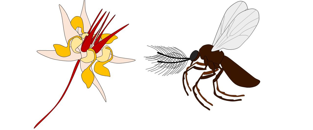 Cacao Pollination (CACPOL)